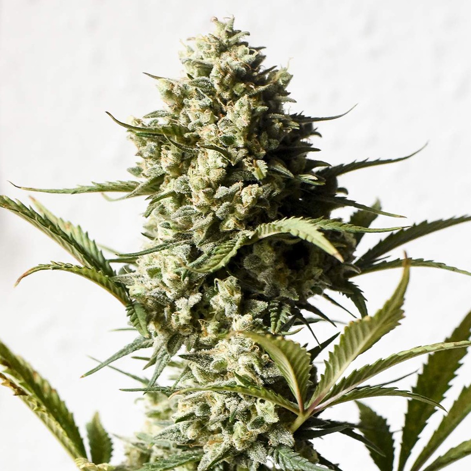 Семена марихуаны  Auto Chronic Monster XXL feminised Victory Seeds