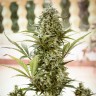 семена конопли автоцвет Auto Chronic Monster XXL feminised Victory Seeds