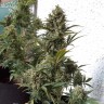 заказать на сайте семена конопли Auto Chronic Monster XXL feminised Victory Seeds