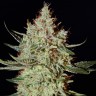 Семена конопли в Казахстане K-Train feminised Ganja Seeds