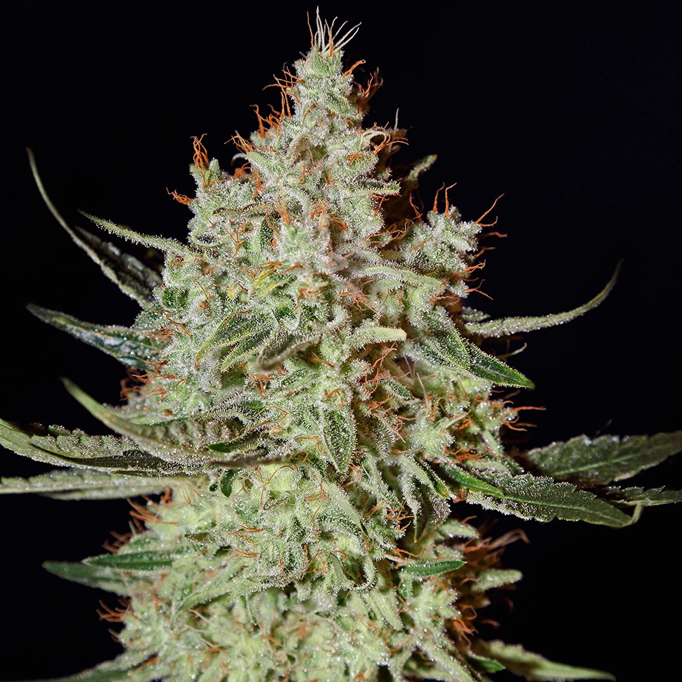 Семена марихуаны  K-Train feminised Ganja Seeds