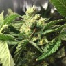 Семена каннабиса  Skunk Amsterdam feminised Ganja Seeds