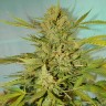 Семена каннабиса  Skunk Amsterdam feminised Ganja Seeds