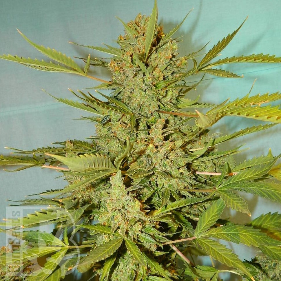 Семена каннабиса  Skunk Amsterdam feminised Ganja Seeds