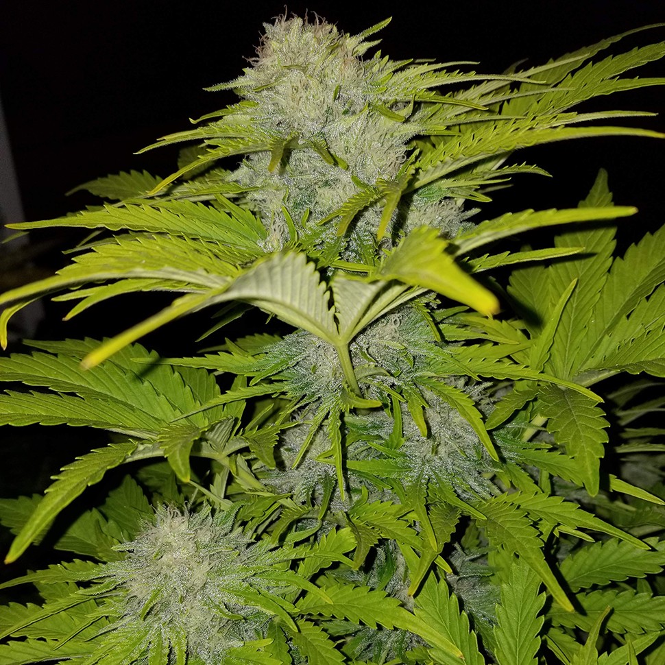 Семена  Auto Bubble Gum feminised Ganja Seeds