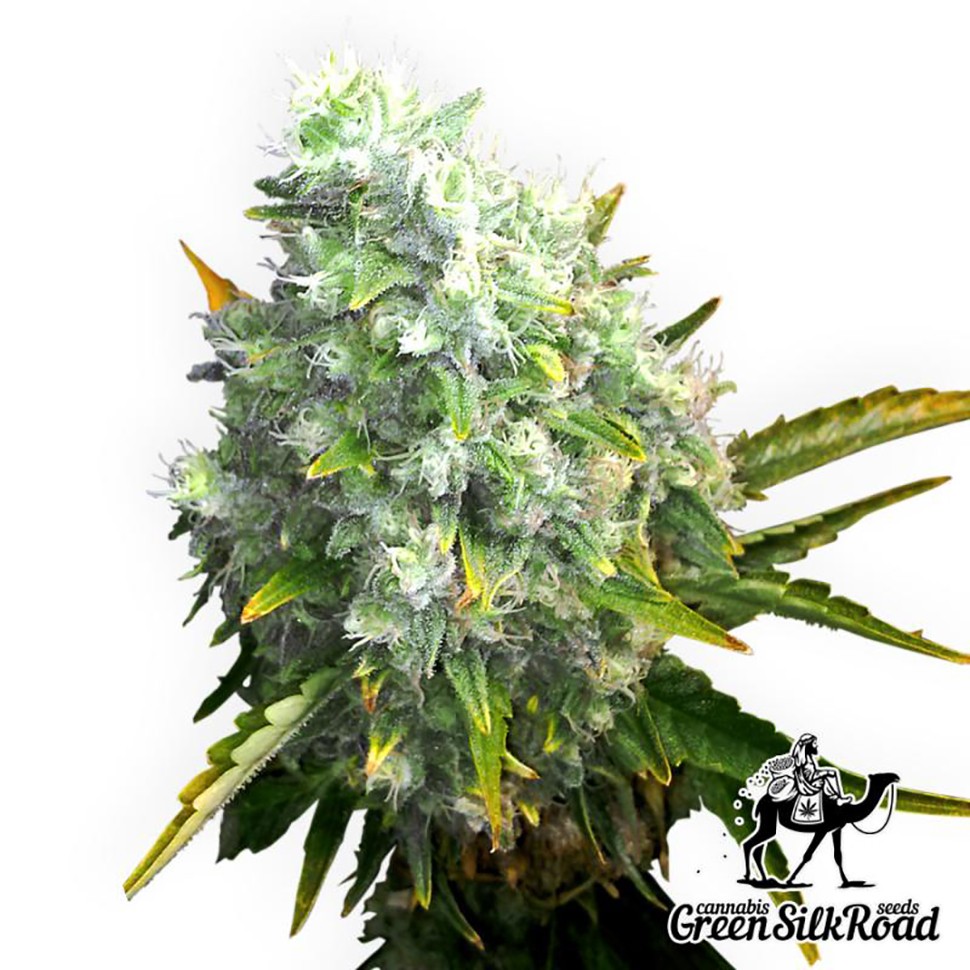 Семена марихуаны  Auto OG Kush feminised Green Silk Road Seeds