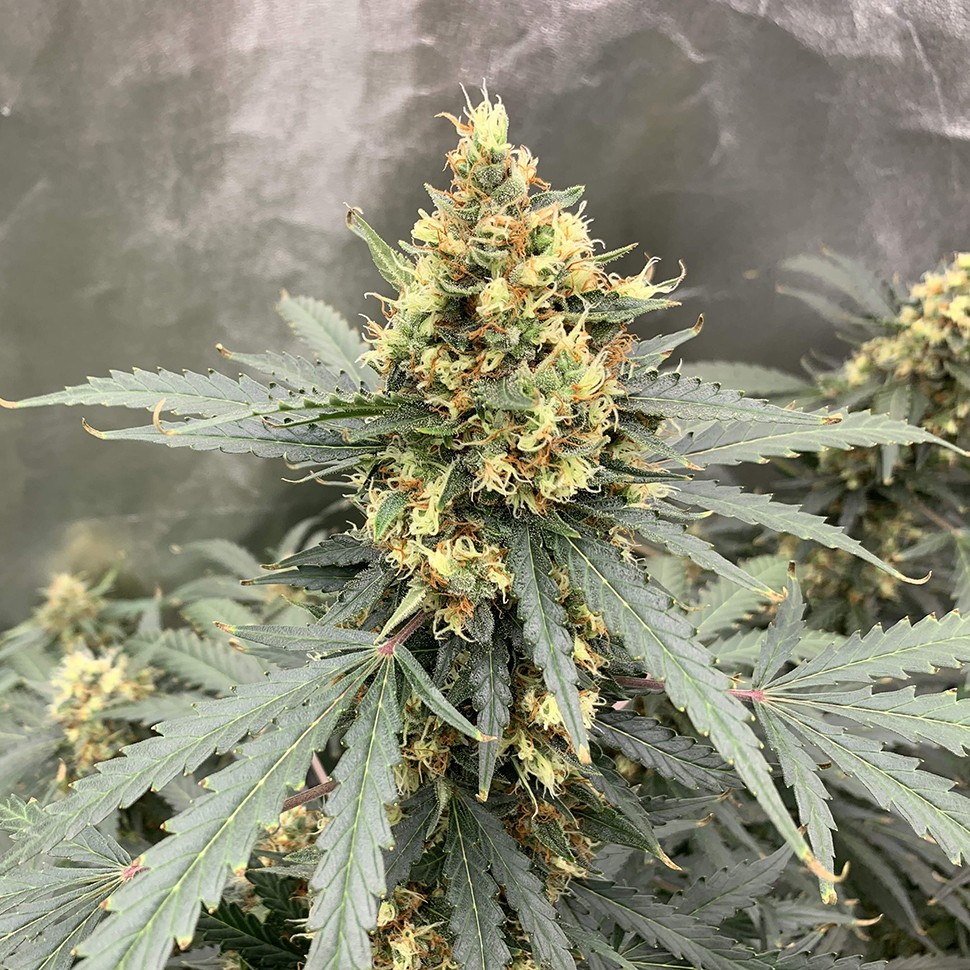 Семена марихуаны  Auto Critical feminised Victory Seeds