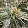 автоцветущие семена конопли Auto Critical feminised Victory Seeds