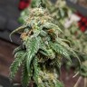 Семена марихуаны Gorilla Glue feminised Ganja Seeds