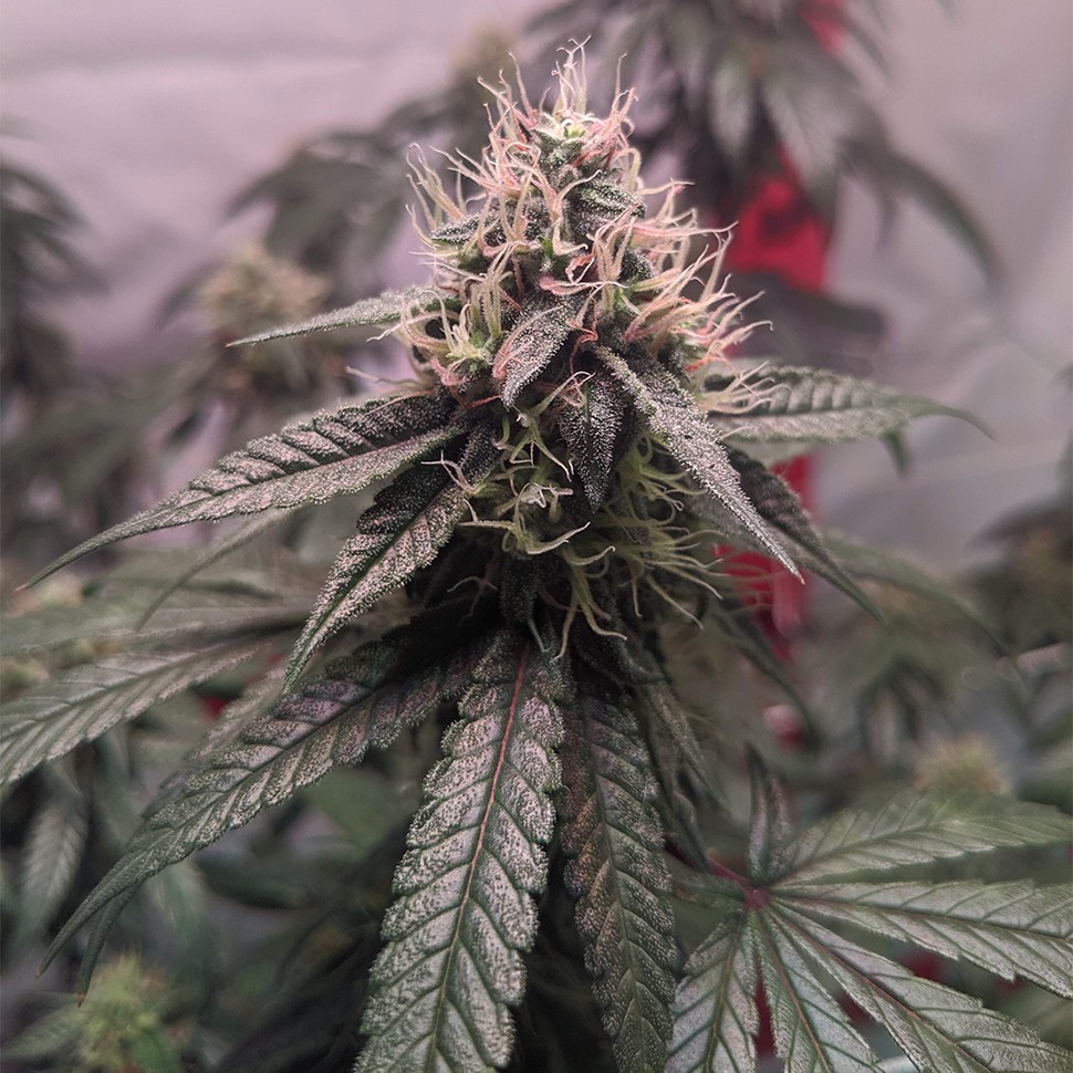 Семена каннабиса Gorilla Glue feminised Ganja Seeds