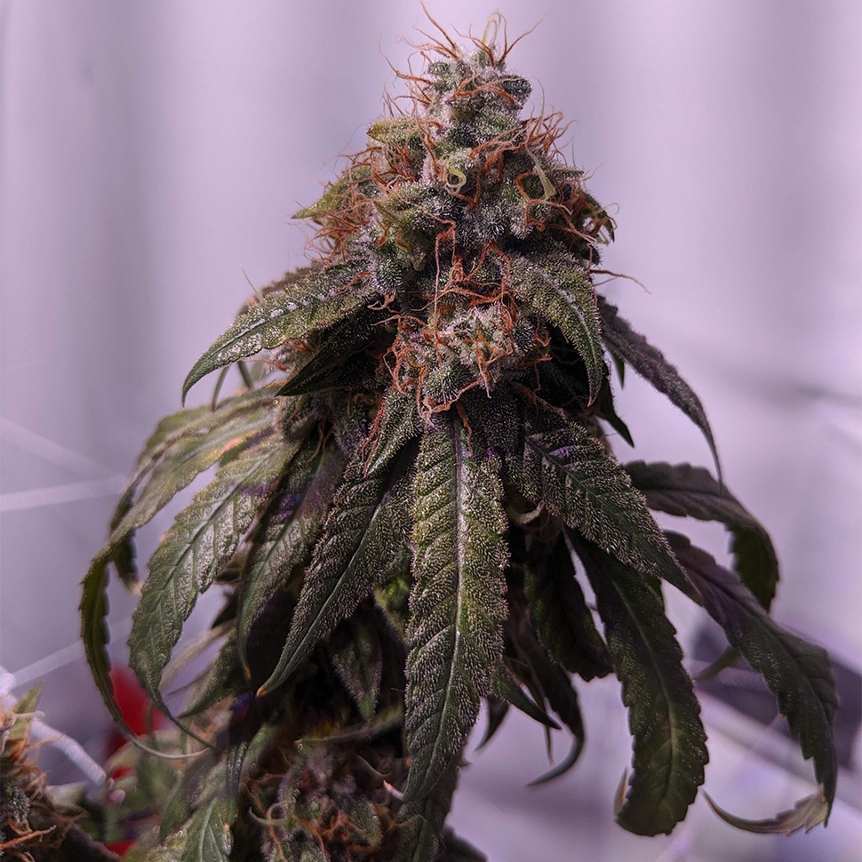 Семена конопли Gorilla Glue feminised Ganja Seeds