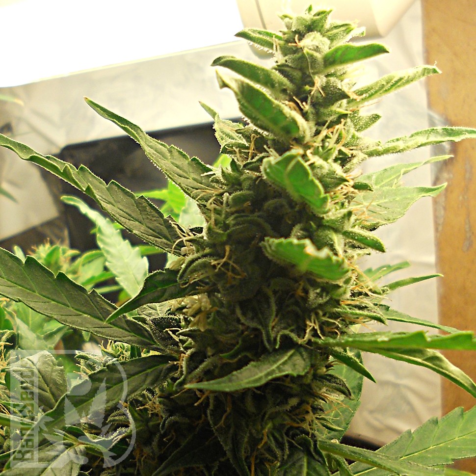 Семена конопли  1024 feminised Ganja Seeds