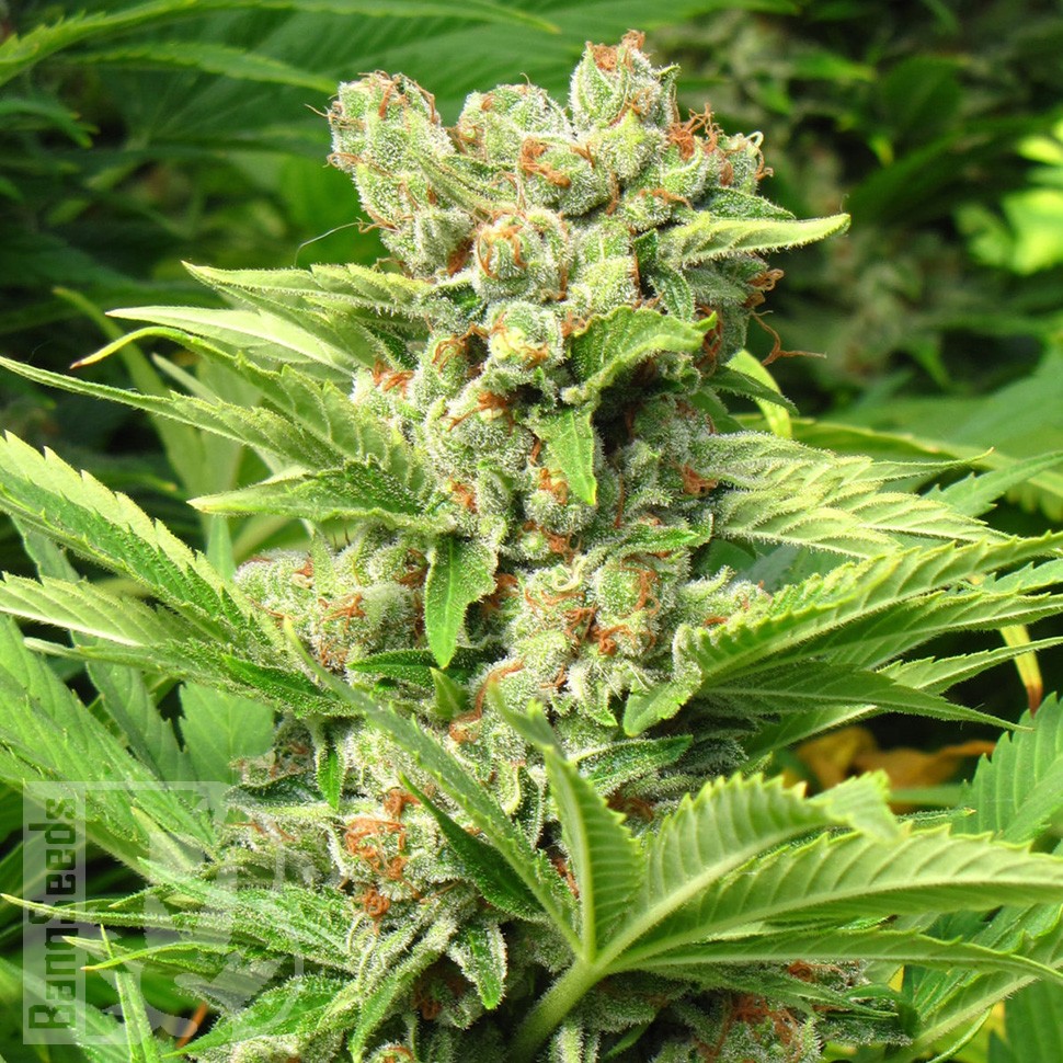 Семена марихуаны  Skunk feminised Ganja Seeds