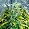 заказать семена конопли почтой Auto Super Skunk feminised