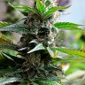 купить семена конопли в оригинальных упаковках Auto Super Skunk feminised