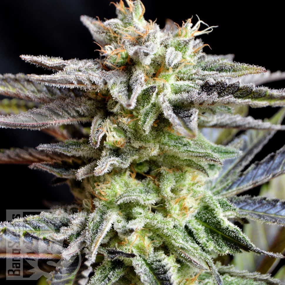 Семена  Black Domina x White Russian feminised Ganja Seeds