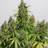 Семена  Black Domina x White Russian feminised Ganja Seeds