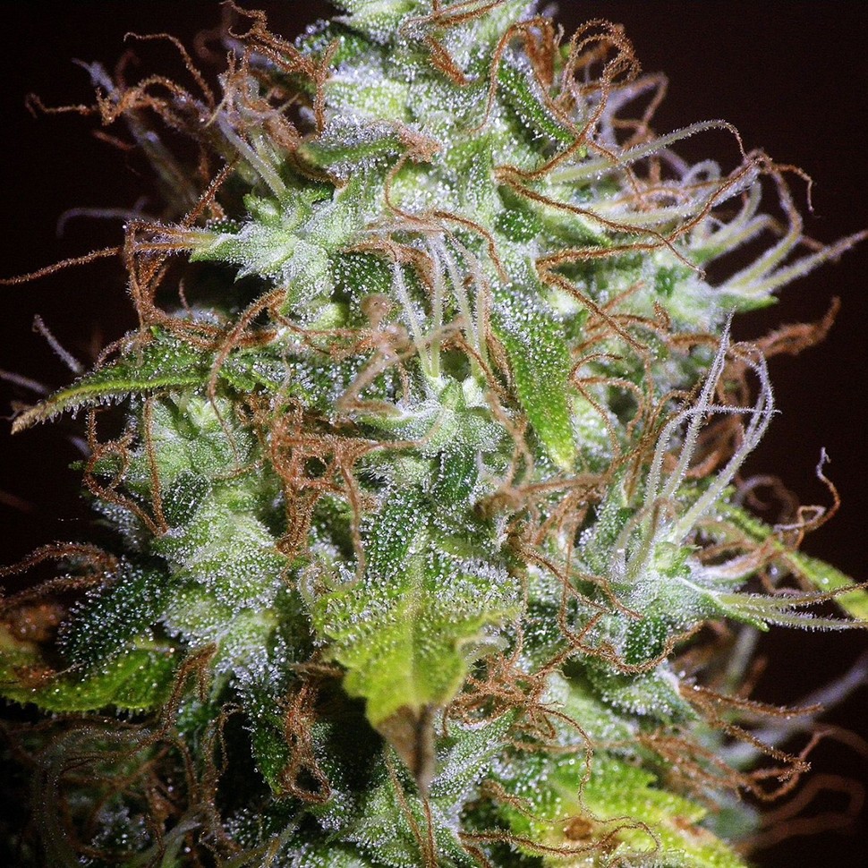 Семена  Auto Kush feminised Ganja Seeds