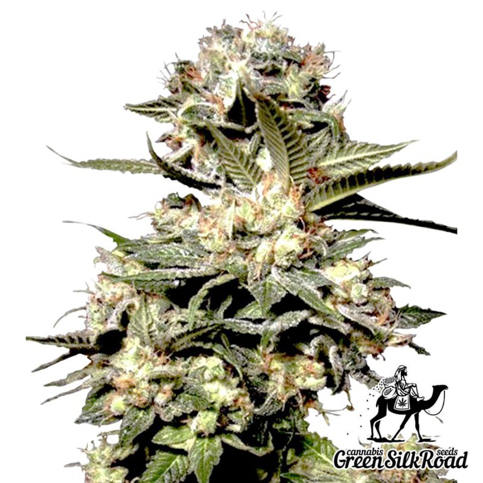 Семена  Auto Somango feminised Green Silk Road Seeds