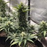 семена сортовой конопли Auto Green Wild Shark feminised Victory Seeds