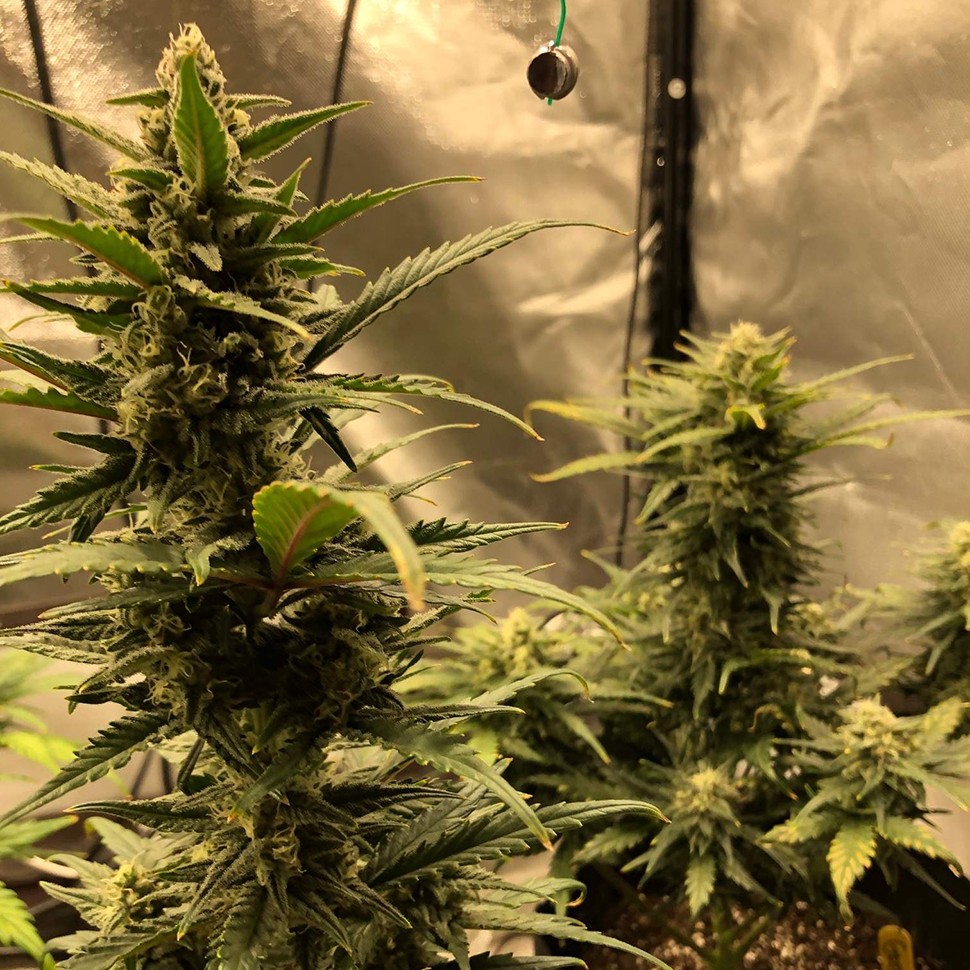 семена конопли феминизированные Auto Green Wild Shark feminised Victory Seeds