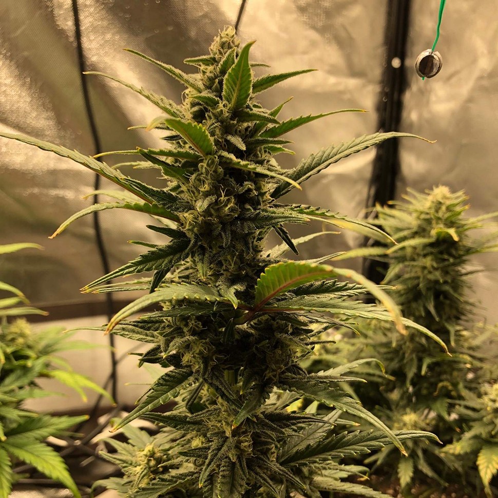 качественные семена конопли Auto Green Wild Shark feminised Victory Seeds