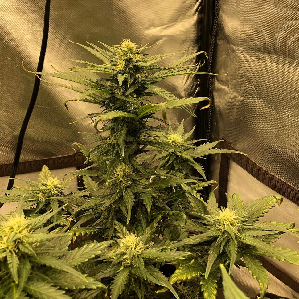 семена конопли автоцвет Auto Green Wild Shark feminised Victory Seeds