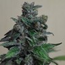 Семена  Кубанский убийца feminised Ganja Seeds