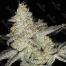 Семена  Кубанский убийца feminised Ganja Seeds