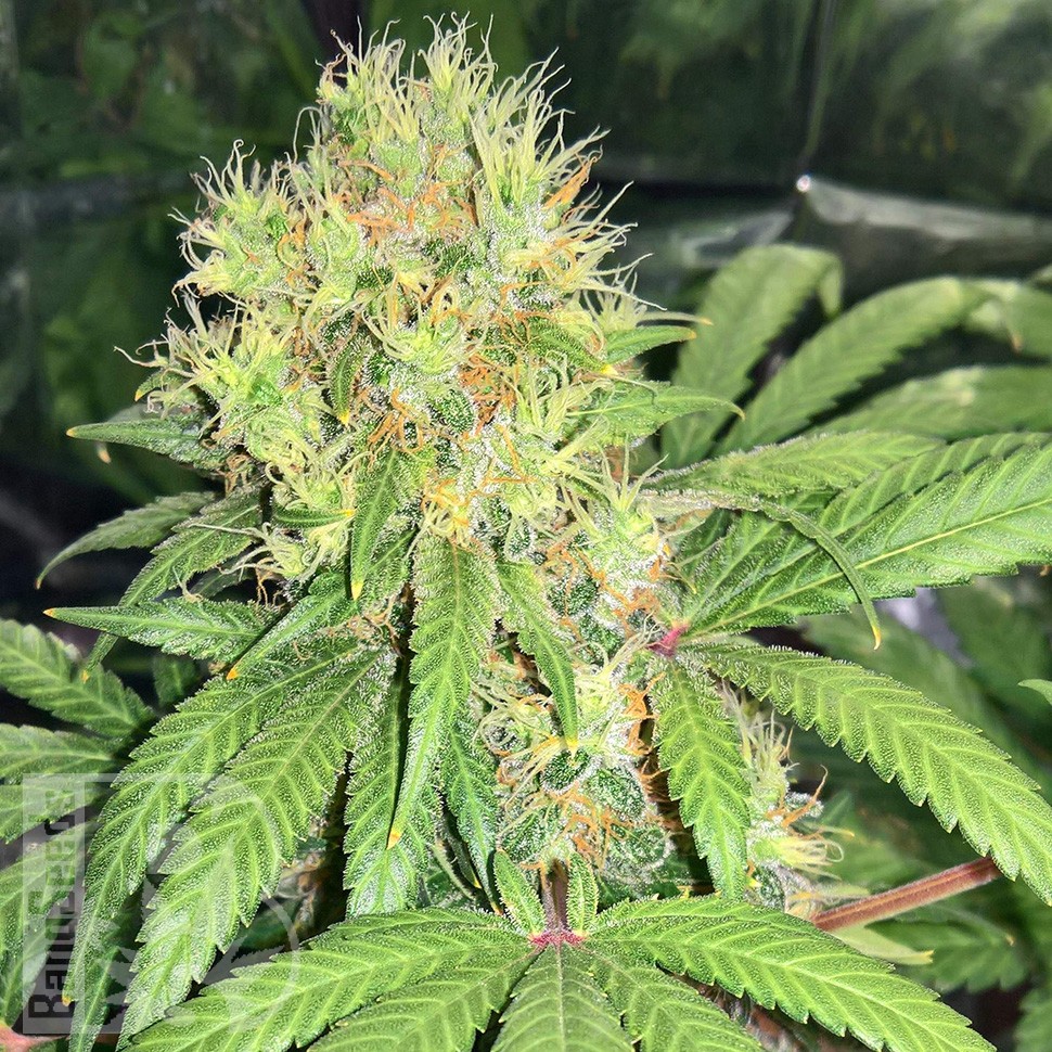 Семена  Skunk #1 feminised Ganja Seeds