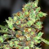 Семена  Skunk #1 feminised Ganja Seeds