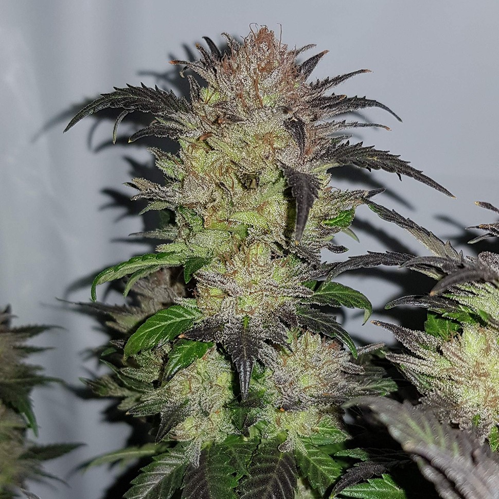 Семена конопли  Auto Critical + feminised Ganja Seeds