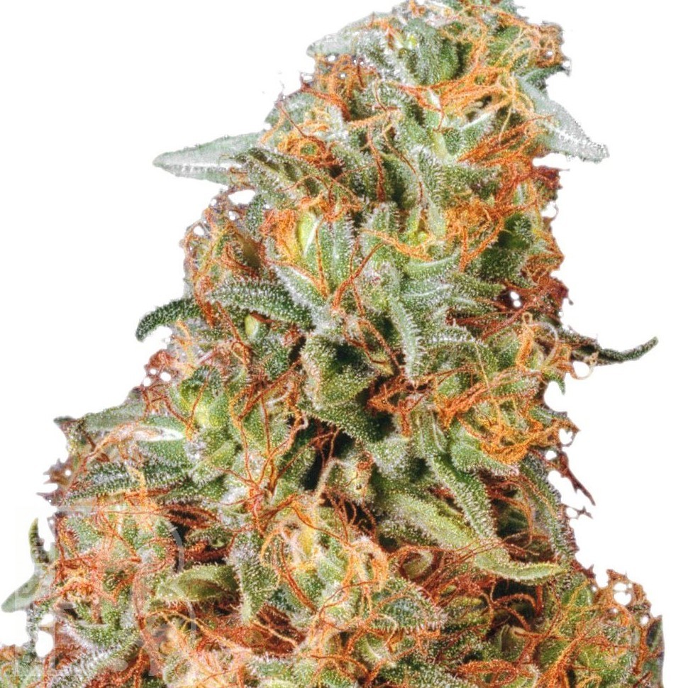 Семена ганжа  Power Plant feminised Ganja Seeds