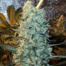 Семена ганжа  Power Plant feminised Ganja Seeds