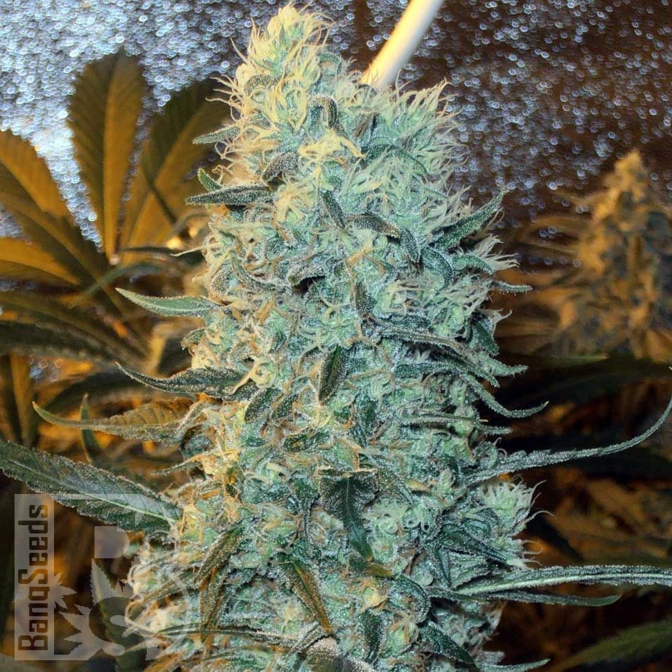 Семена ганжа  Power Plant feminised Ganja Seeds