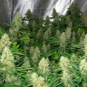 Семена ганжа  Power Plant feminised Ganja Seeds