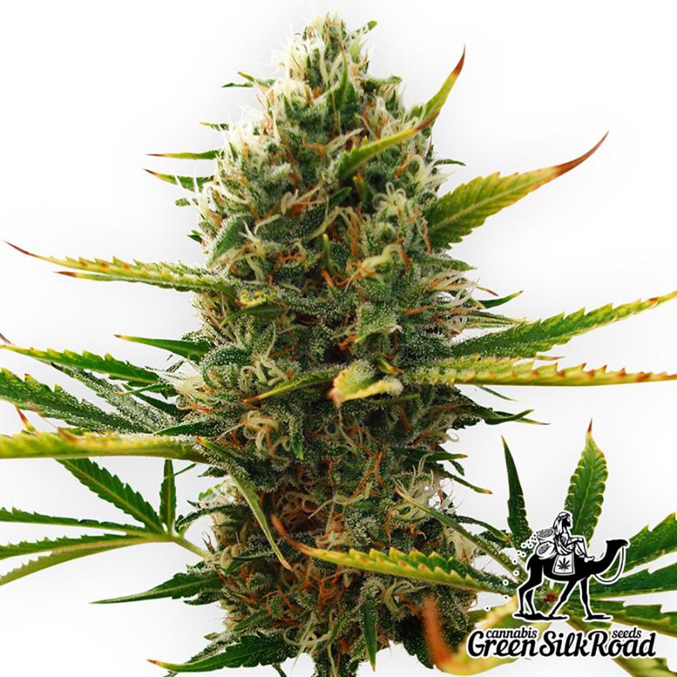 Семена конопли  Auto Super Skunk feminised Green Silk Road Seeds