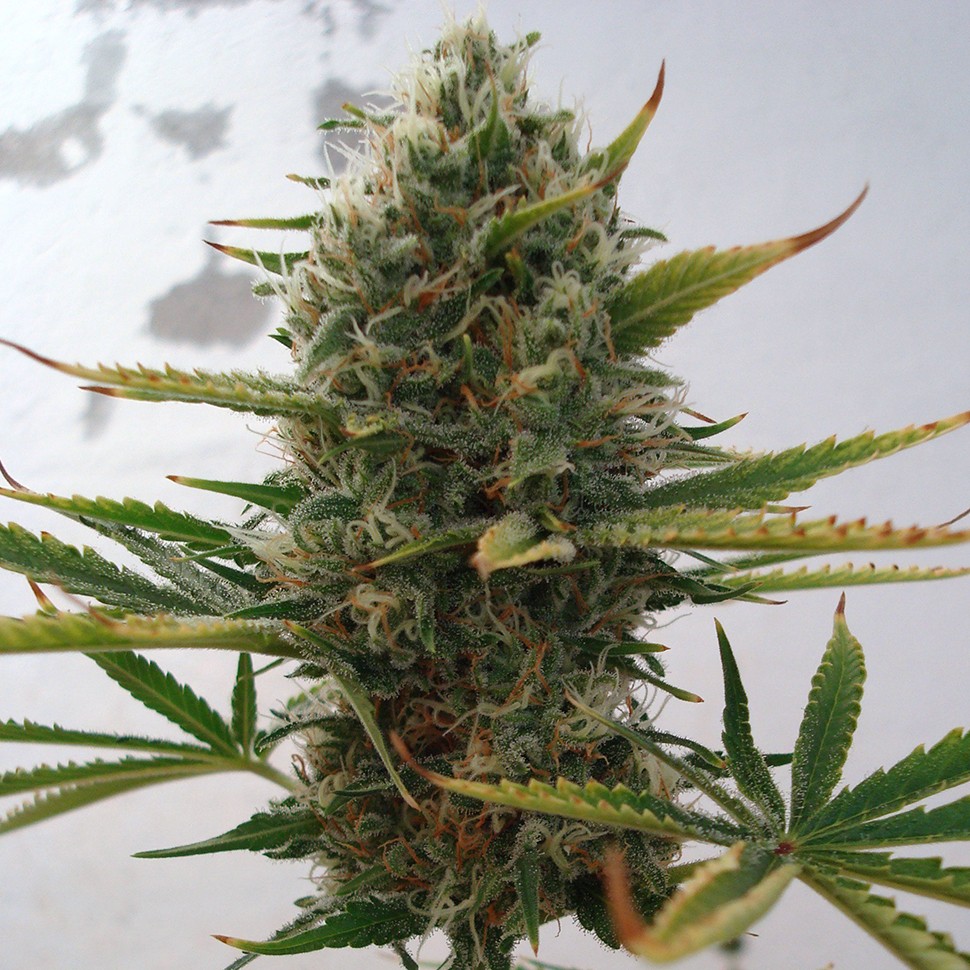 где заказать семена конопли Auto Super Skunk feminised