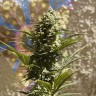 хорошие семена конопли Auto Heaven feminised Victory Seeds