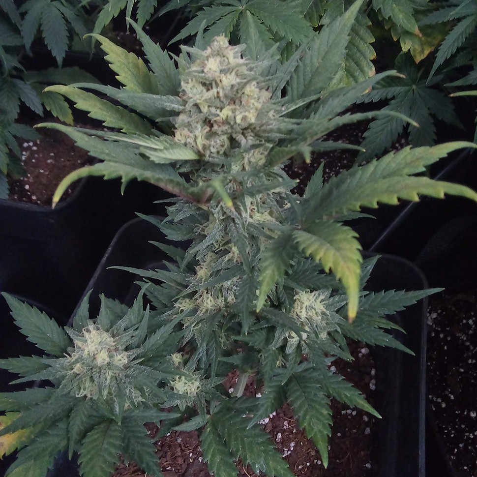 урожайные семена конопли Auto Heaven feminised Victory Seeds