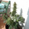 семена конопли в оригинальных упаковках Auto Heaven feminised Victory Seeds