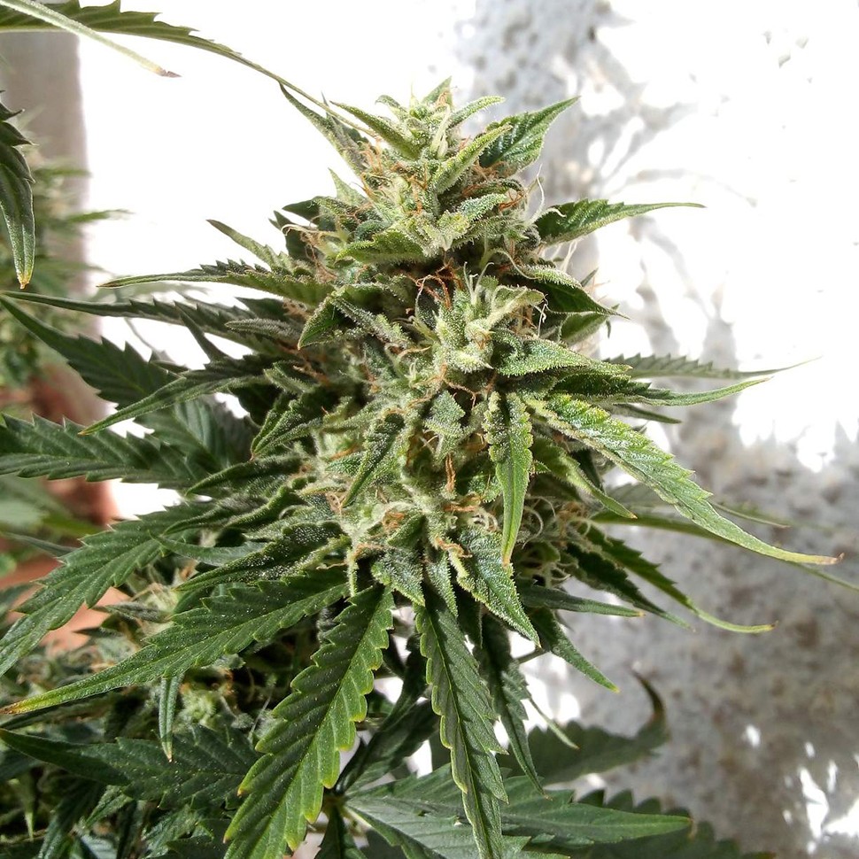 семена конопли недорого Auto Heaven feminised Victory Seeds