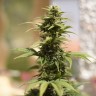 семена конопли в Казахстан Auto Heaven feminised Victory Seeds