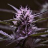 Семена каннабиса  Skunk x Early Skunk feminised Ganja Seeds