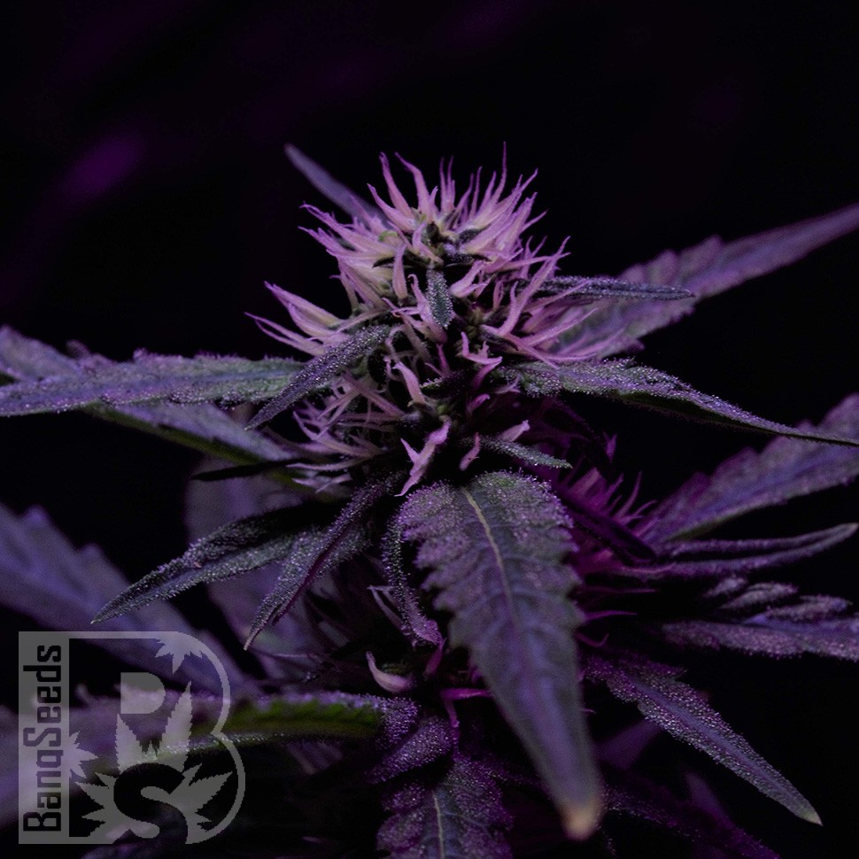 Семена каннабиса  Skunk x Early Skunk feminised Ganja Seeds