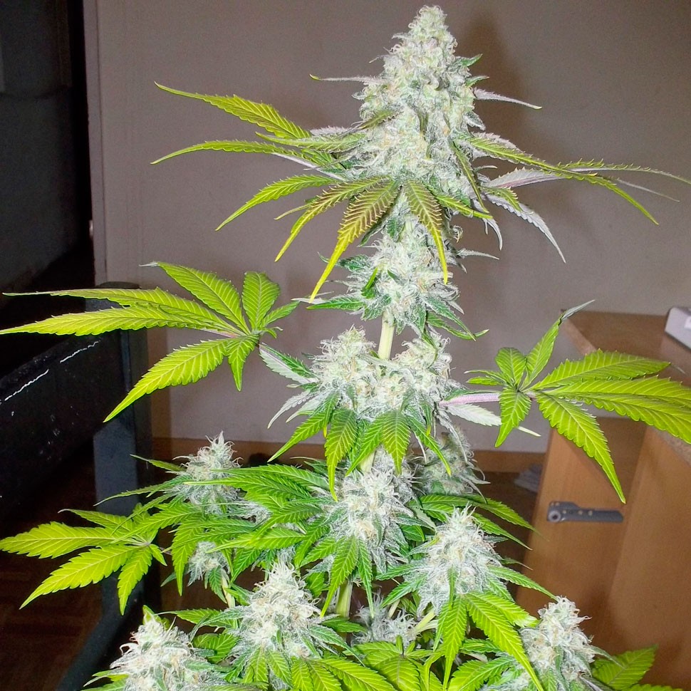 Семена марихуаны  Auto Amnesia feminised Ganja Seeds