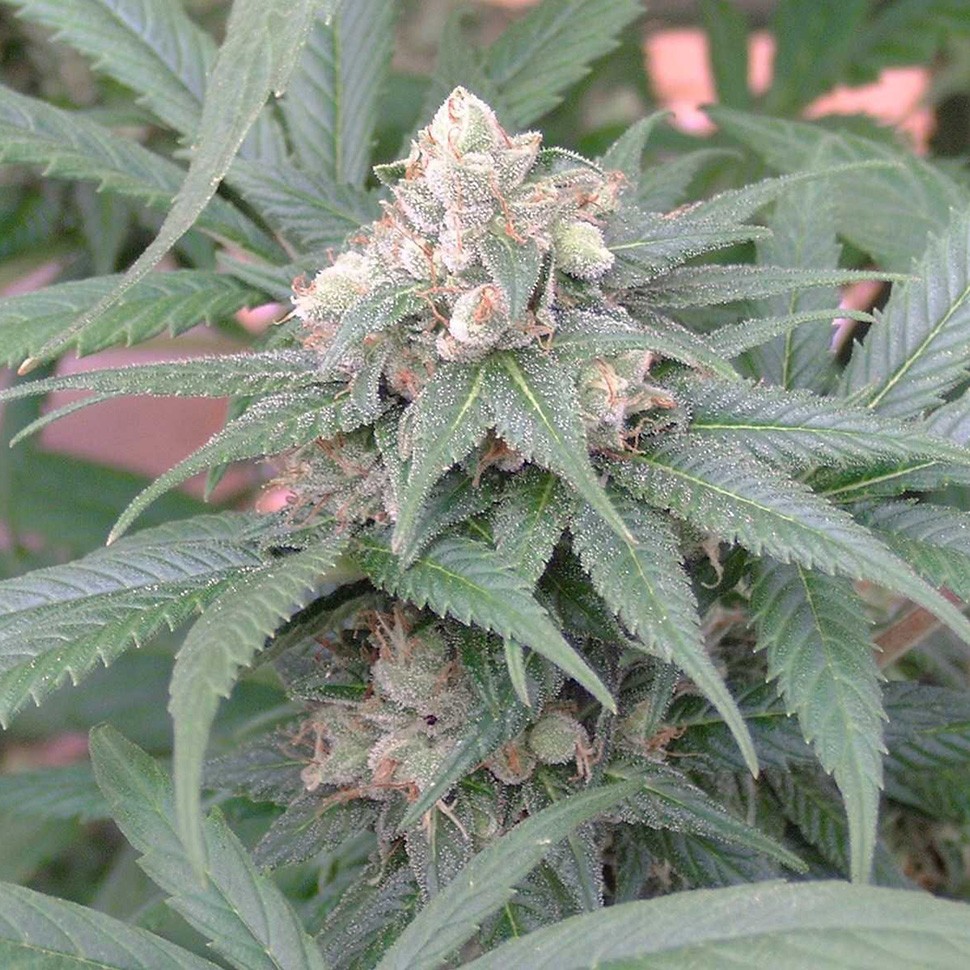 Семена  Skunk #11 feminised Ganja Seeds