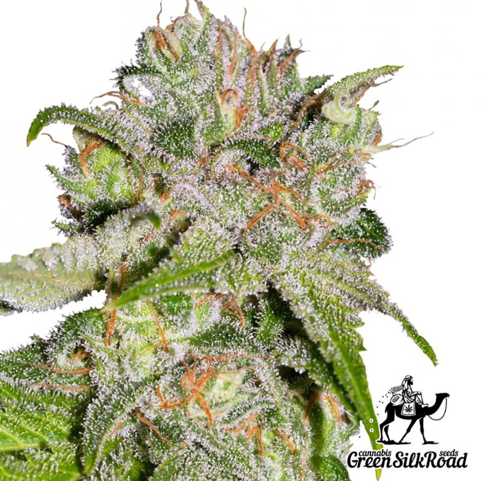 Семена  Auto Sweet Tooth feminised Green Silk Road Seeds