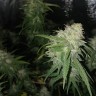 купить семена конопли Auto Jack Hammer feminised Victory Seeds