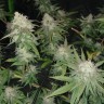 семена конопли bang seeds Auto Jack Hammer feminised Victory Seeds